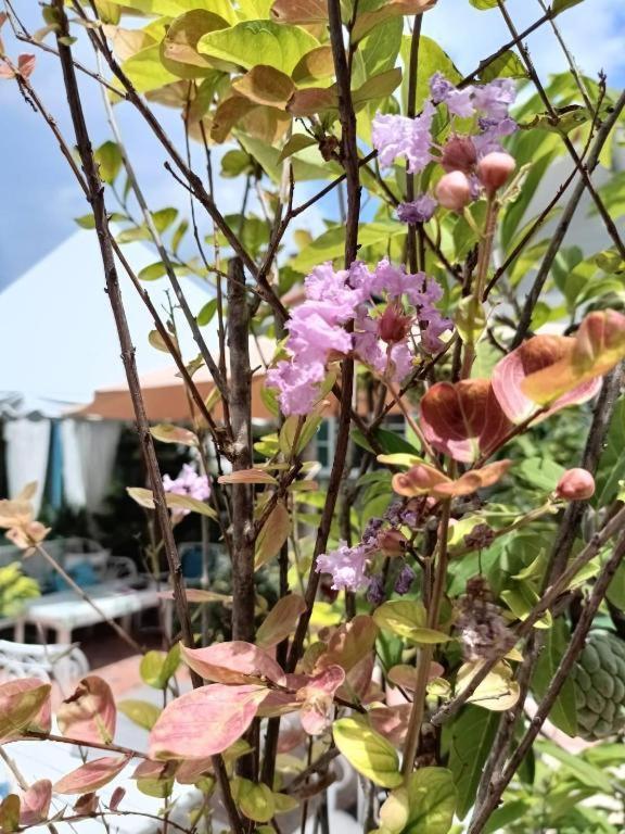 Palm Sweet Hotel Prachuap Khiri Khan Dış mekan fotoğraf